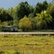 Green hill and wetland with green and golded trees