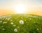 Green hill with white dandelions at the sunset