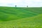 Green hills with cypresses and green meadows in Val d`Orcia, Tuscany, Italy