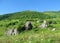 Green hills with grass, forest and rocks