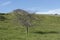 Green hills and mountains with sheep, New Zealand