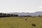 Green hills and mountains with sheeps, New Zealand