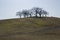 Green hills, springtime in Sweden. Person uses pink umbrella as protection from the sun, on top of the hill.