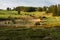 Green hills and trees at the East Belgian countryside