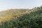 Green hillside covered with trees