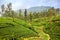 Green hillside of the tea plantations in Ella Sri Lanka