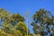 Green Himalaya forest trees with blue sky