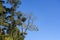 Green Himalaya forest trees with blue sky