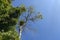 Green Himalaya forest trees with blue sky