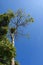 Green Himalaya forest trees with blue sky