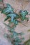 Green himalayan ivy Hedera nepalensis