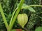 Green Hogweed, Ground cherry fruit