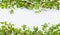 Green holly leaves border on white stucco background with copy space