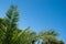 Green holly leaves of a palm tree in the form of a triangular frame on a background of blue clear sky