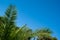 Green holly leaves of a palm tree in the form of a triangular frame on a background of blue clear sky