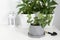 Green home plant in grey pot, garden tools on white background. Unpretentious flower for home decor. Create natural eco atmosphere