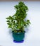 Green homegrown decorative plant in plastic pot