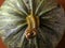 Green homegrown organic pumpkin on a red floor surface. Close up