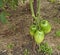 Green homegrown Tomatoes