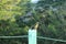 Green honey creeper bird, standing over a branch close to Canopy tower lodge, Panama