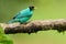 Green Honeycreeper