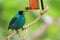 Green honeycreeper