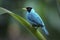 Green Honeycreeper