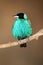 Green Honeycreeper