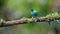 Green Honeycreeper (chlorophanes spiza), Beautiful Tropical Bird in Costa Rica, Brightly Coloured Ex