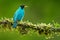 Green Honeycreeper, Chlorophanes spiza, exotic tropic malachite green and blue bird form Costa Rica. Tanager from tropic forest. C