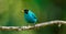 Green Honeycreeper, Male