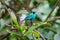 Green Honeycreeper, Mindo Cloud Forest, Ecuador