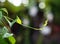 Green honeysuckle leaves