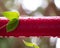 Green honeysuckle leaves hugging the red railing