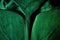 green hood sweat full zip shirt