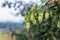 Green hop cones closeup agricultural of background