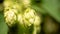 Green Hop Cones Closeup on Blurred Background