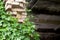 Green hop plant climbing on brick wall fragment of abandoned factory