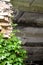 Green hop plant climbing on brick wall fragment of abandoned factory. Copy space