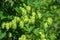 Green hops close up. Green hops is beer ingredient. Green hops agriculture