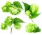 Green hops collection isolated on the white background