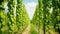 Green hops field. Fully grown hop bines. Hops field in Bavaria Germany.