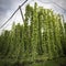 Green hops field. Fully grown hop bines. Hops field in Bavaria Germany. Hops are main ingredients in Beer production