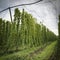 Green hops field. Fully grown hop bines. Hops field in Bavaria Germany. Hops are main ingredients in Beer production