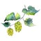 Green hops. Green leaf. Plant botanical foliage. Watercolor background illustration set. Isolated hops element.