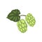 Green hops, humulus lupulus plant, element for brewery products design vector Illustration on a white background