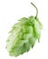 Green hops isolated on a white background