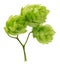 Green hops isolated on the white background