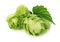 Green hops isolated on the white background