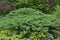 Green horizontal bush of Cossack juniper  lat. Juniperus sabina in rocky garden